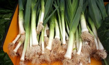 Сорта Бастион и Кремень показали лёжкость до 9 месяцев