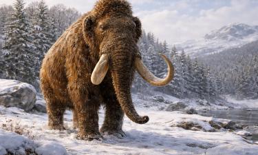 Человек оказался хуже климата: трагические примеры исчезнувших с лица Земли животных