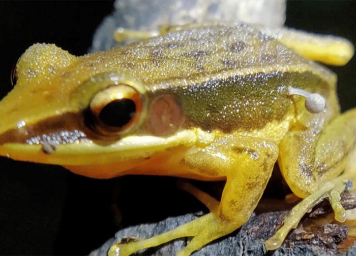 В Индии нашли лягушку с грибом на боку