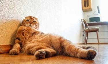 Холод против усов — кондиционер может стать ловушкой для кошки: что важно учитывать