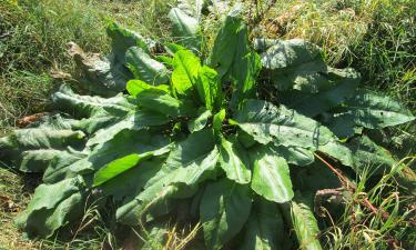 Забудьте о болезнях: защитите щавель от вредителей с помощью этих простых методов