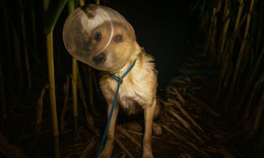 В Пенсильвании дрон помог спасти собаку с головой в контейнере для кренделей