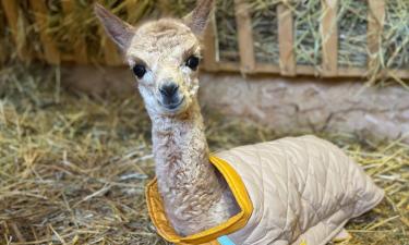 Волгоград замахивается на мировой уровень: парк с альпаками собрался подвинуть столичные зоопарки