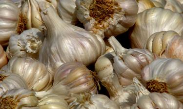 Ошибки при выращивании чеснока: советы агронома Петрова