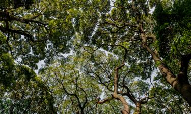 Озеленение Китая сократило доступную воду в 74% регионов — эколог Стаал