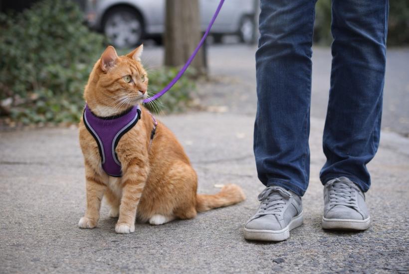 Кошка на прогулке