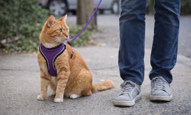 Уличные прогулки повышают риск травм у домашних кошек