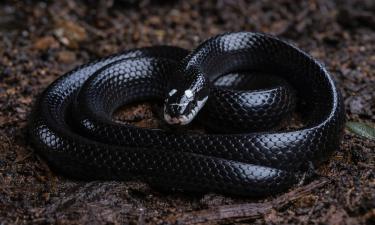 На Большом Никобарском острове обнаружен новый вид змей