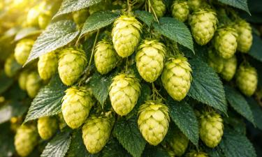 Там, где всё чахло, вырос сад: особенные лианы растут без солнца и ухода