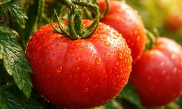 Соседи лопнут от злости: эти 10 сортов томатов завалят вашу теплицу горой урожая