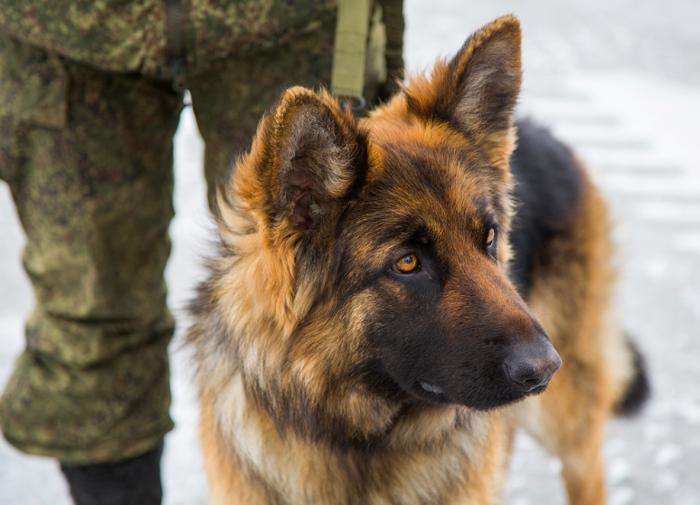 Ученые США обнаружили, что в первый год жизни собаки стареют быстрее людей