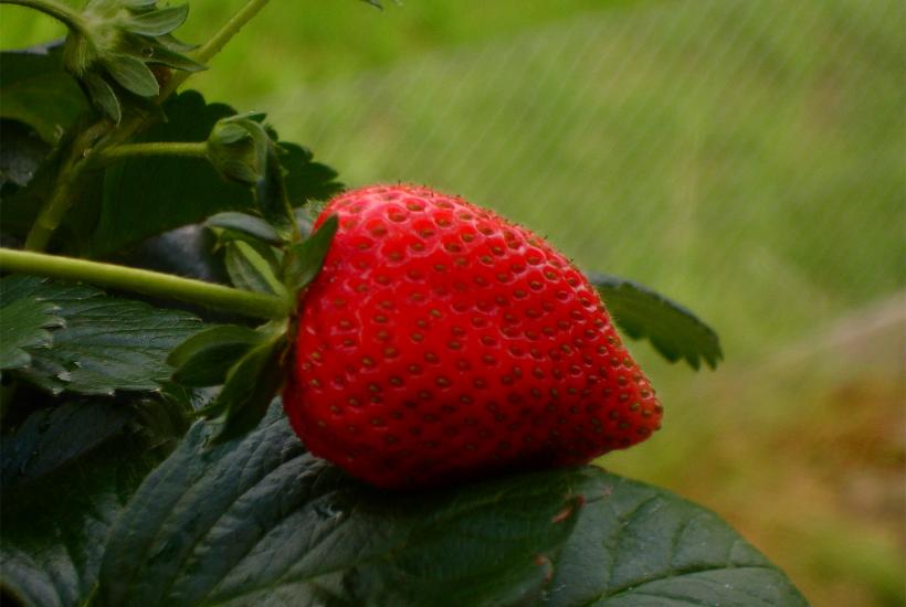 Клубника "Машенька" показывает урожай до 2 кг с куста