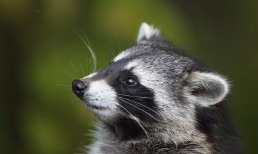 Енот Педро — начало большой фермы: планы Джигана и Самойловой