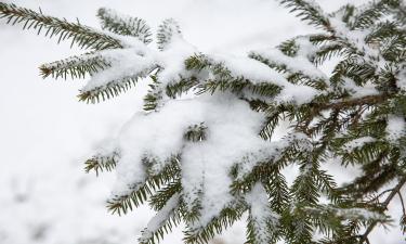 25-летний британский фермер рассказал, как выстроил ёлочный бизнес — Sky News