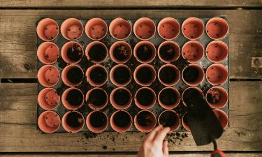 Домашнее проращивание семян занимает от 3 до 7 дней — Mein Schöner Garten