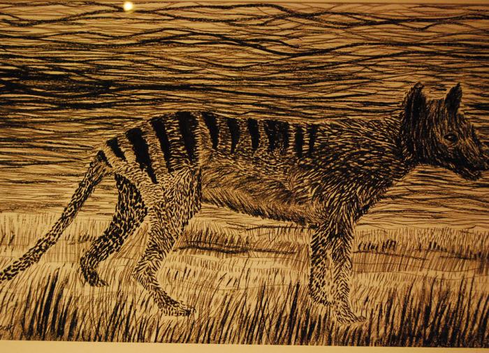 Украденные останки аборигенов и тасманских тигров были найдены викторианским натуралистом, грабившим могилы