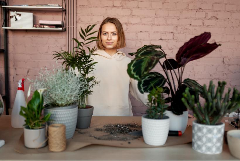 Комнатные растения