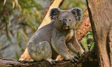 Спасение в одной дозе: что поможет коалам выжить в Австралии