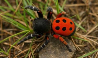 Маска божьей коровки, жало хищника: в Омске найден ядовитый паук, вызывающий судороги