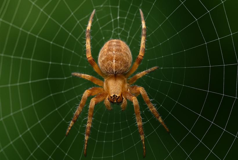 Паук и паутина