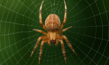 Пауки удерживают светлячков как приманку — биолог И-Мин Цо