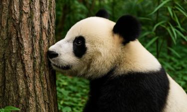 В Москве появилась работа мечты: смотреть на панд и получать за это бонусы для покупок