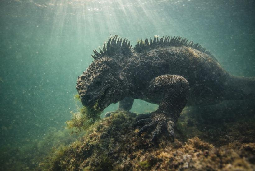 Морская игуана