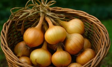 Хранилище или могила для урожая: три ошибки, из-за которых лук сгниёт даже в сухом месте