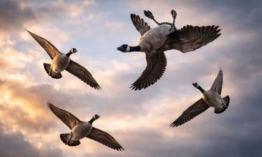 Манёвр whiffling создаёт иллюзию полёта гусей вверх ногами