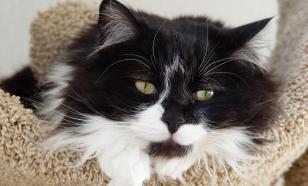 Удивительная и спокойная порода: все особенности сибирских кошек