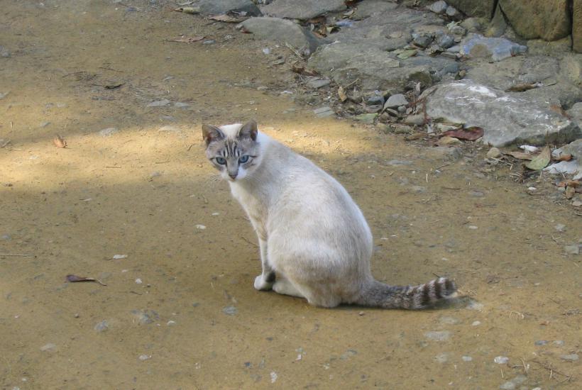 Уличная кошка