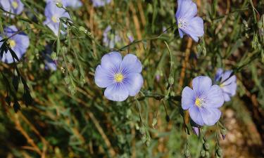 Дорога зерна на Восток оказалась успешной: Татарстан прошёл экзамен китайского рынка