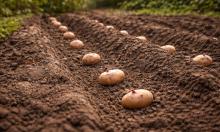 Картофель отвечает урожаем не всем подряд: тонкая грань между максимумом и провалом