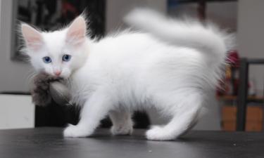 Традиция заводить кота в Новый год защищает жилье — эксперты