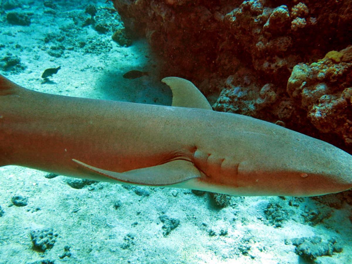 Пойманная у Коста-Рики акула ошеломила учёных своим цветом