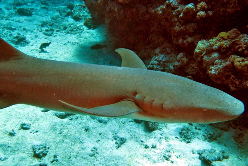 Акула-нянька