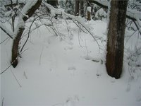 Алтайский охотник подстрелил сам себя