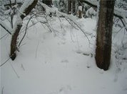 Алтайский охотник подстрелил сам себя