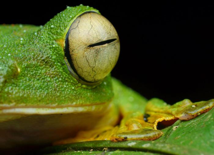 Австрийские биологи обнаружили, что молодые летающие лягушки Уоллеса имеют коричневый окрас для защиты от хищников