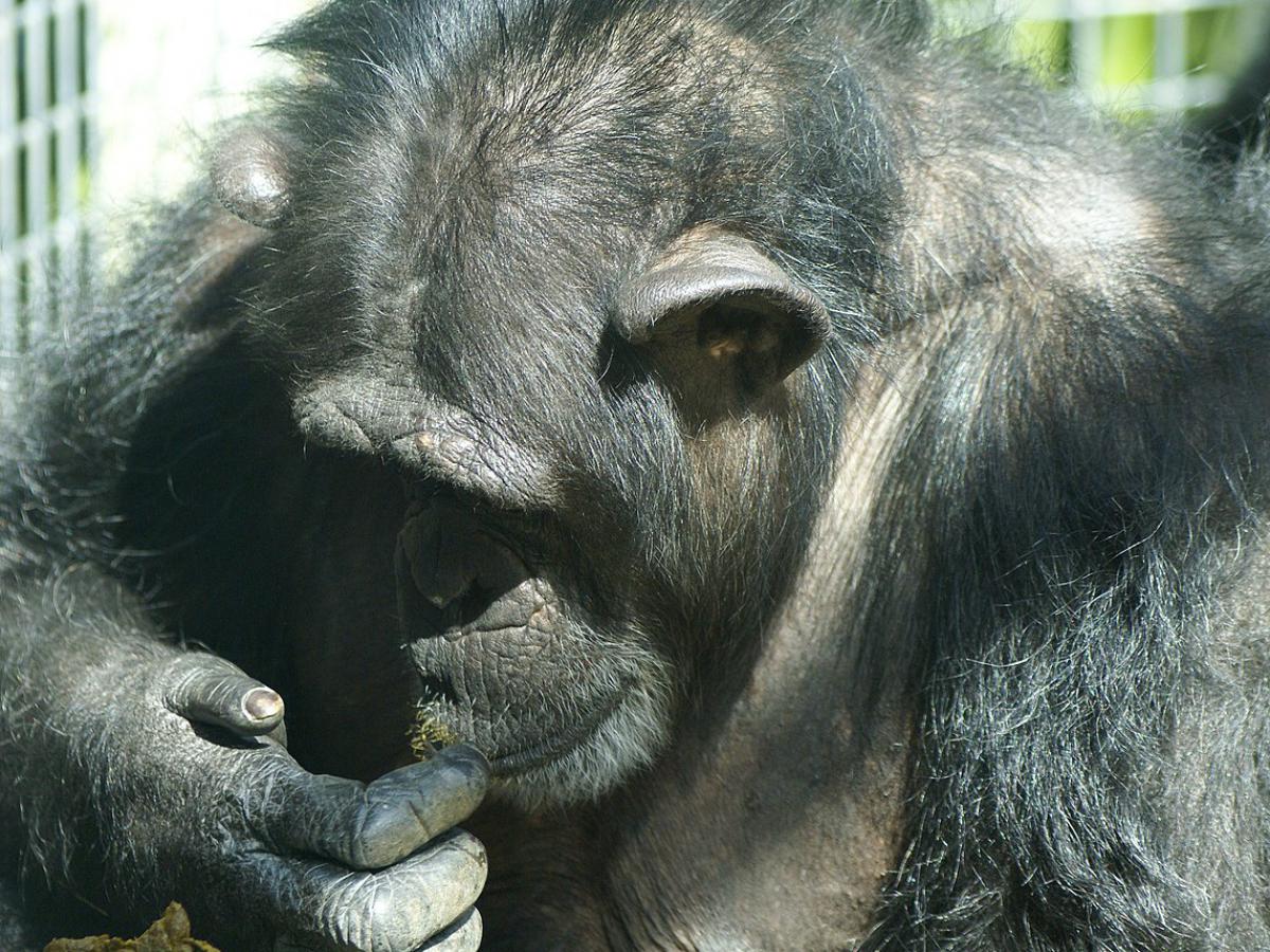 Обезьяны делают это как мы: язык приматов оказался сложнее, чем мы думали
