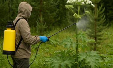 Россия получает оружие против зелёного захватчика: борщевик больше не хозяин полей