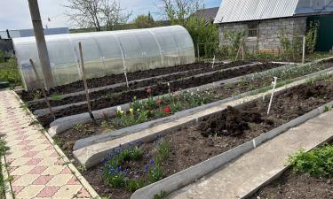 Сырые ночи, мокрые листья — и всё пропало: секретные приёмы помогут вернуть урожай