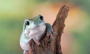 Контакт с человеком привёл к гибели галактических лягушек в Индии — The Guardian