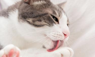 Чистоплотность кошки всё чаще убивает: почему шерсть в желудке опаснее, чем кажется