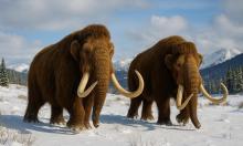 Лёд хранил это 39 тысяч лет: находка раскрыла тайный механизм смерти доисторического детёныша