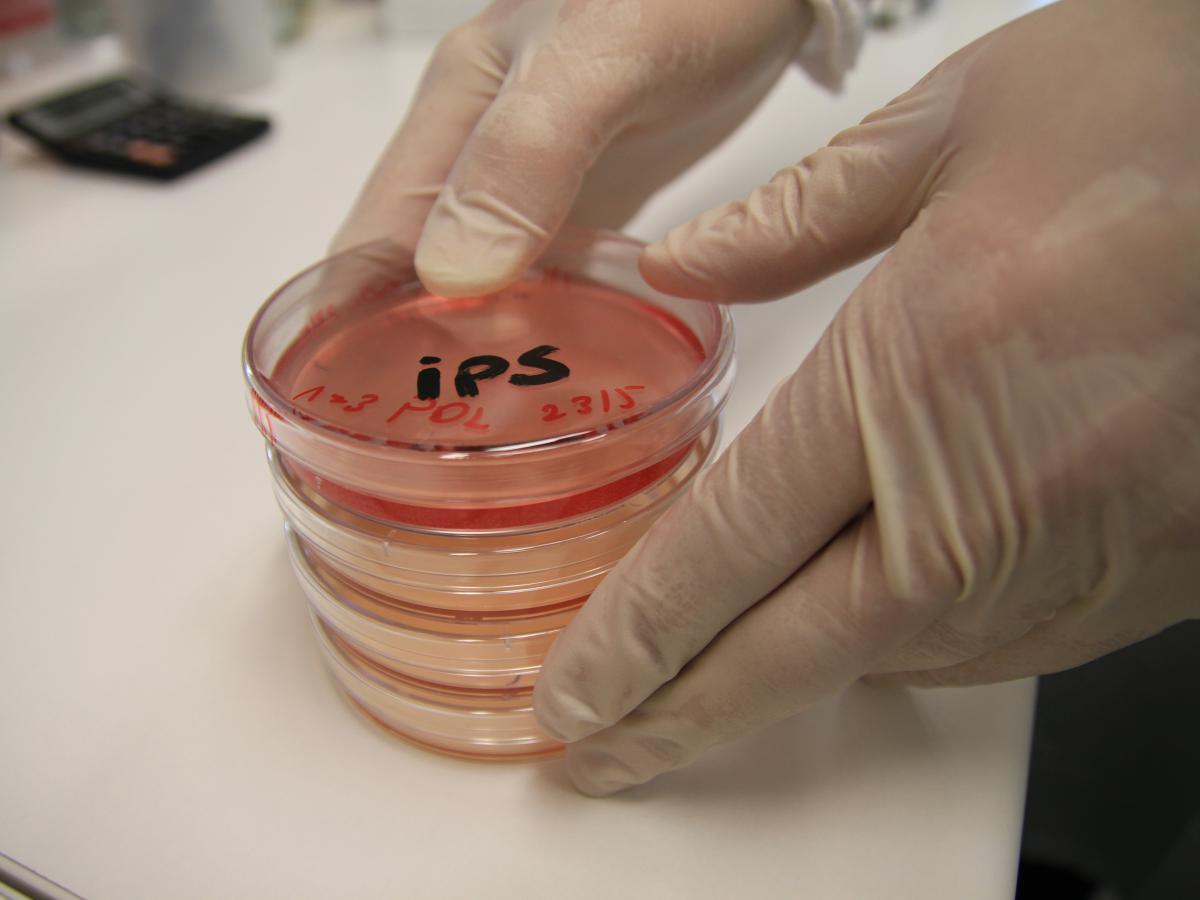 Паразит? Нет — бесплатная еда: наш иммунитет научился использовать врагов с выгодой