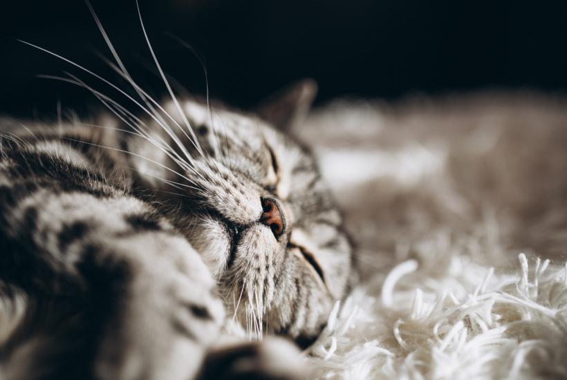 Кошка спит