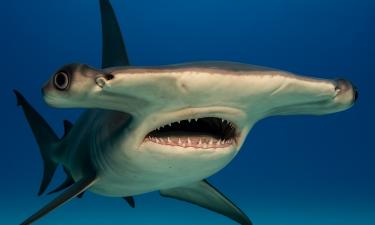 ЭДНК впервые выявила следы миниатюрных акул-молотов в прибрежных водах — Карденьоса