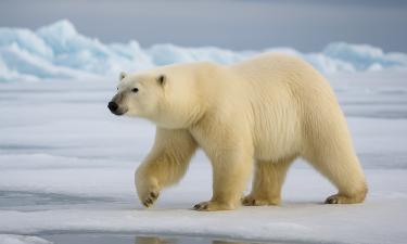 Белый медведь демонстрирует тепловую модификацию генома — Science&Vie