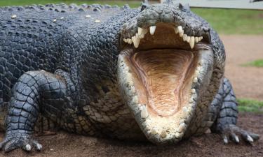 Крокодилы могут сорвать планы Австралии на Олимпиаду-2032: мнение эксперта